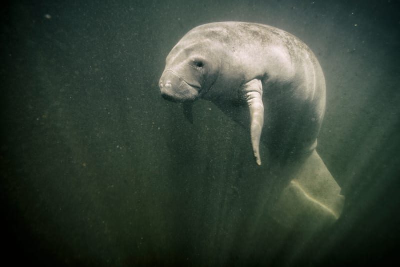 A Florida manatee hanging in the tannin-stained water of a spring-fed river