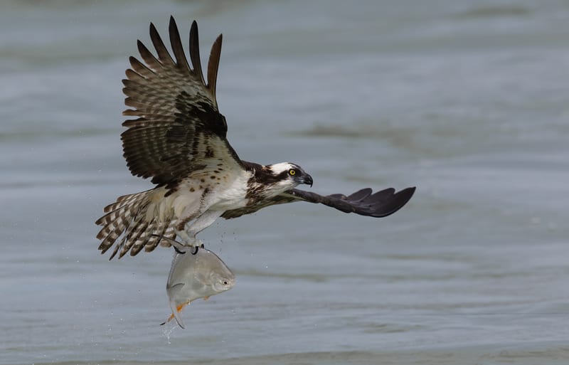 An osprey lifting a fish clear of the water.