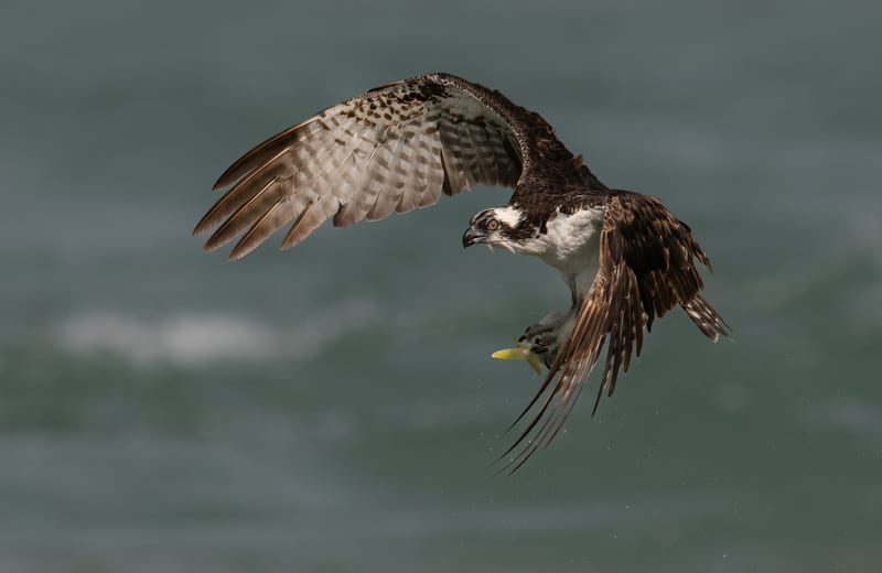 An osprey flying low over green water with a fish held head-first in its talons