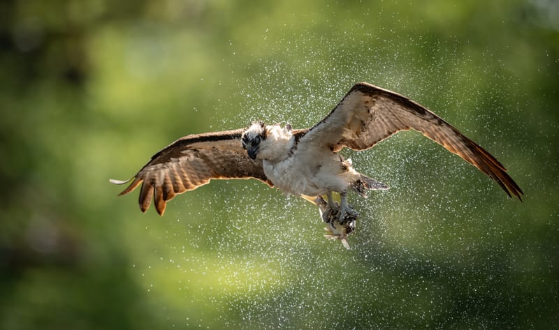 An osprey climbing away from the water with a fish in its talons, spray flying, a wall of out-of-focus green trees behind it