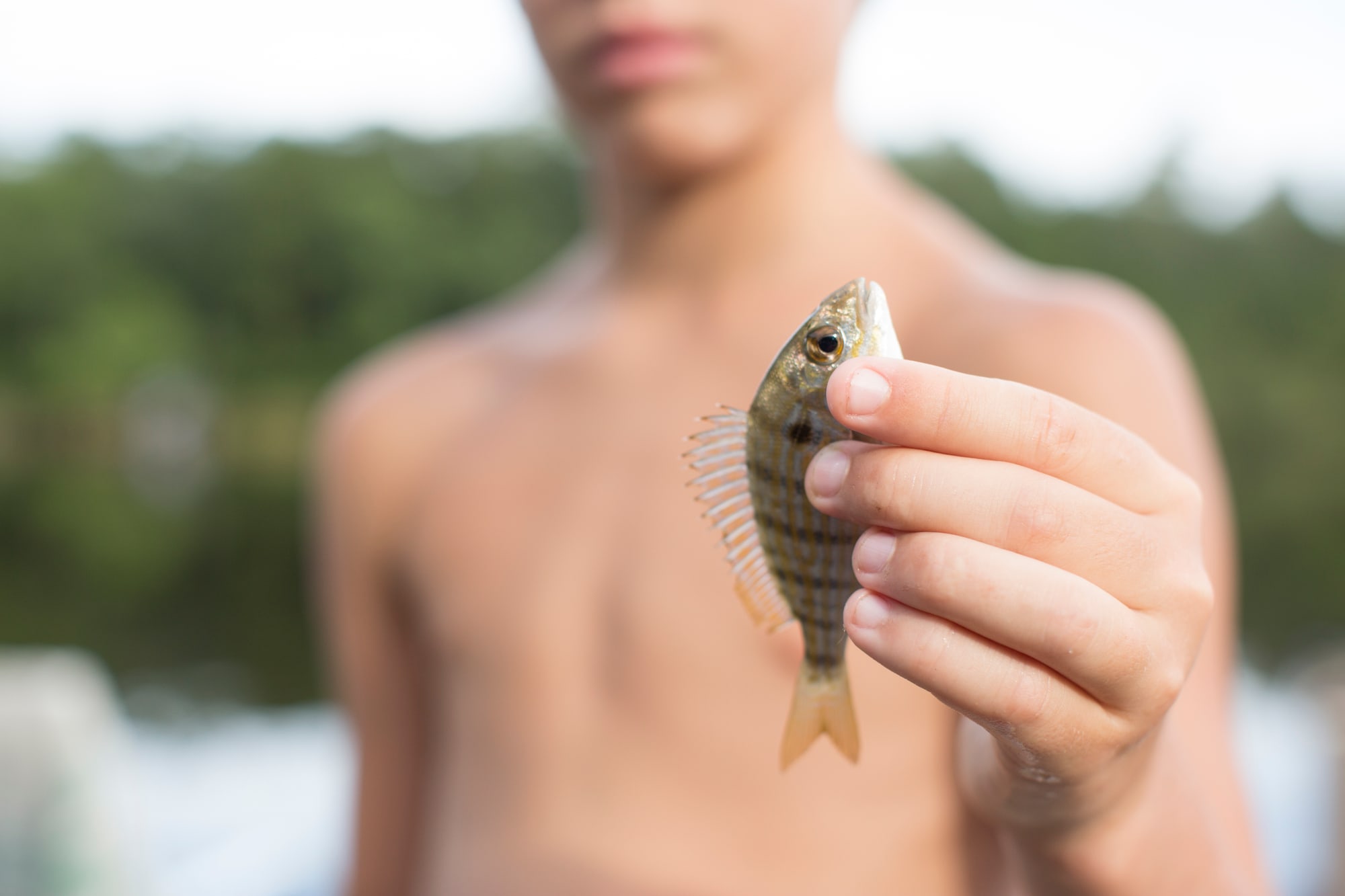 A tiny hook and a piece of bread will fill a bucket off a dock.