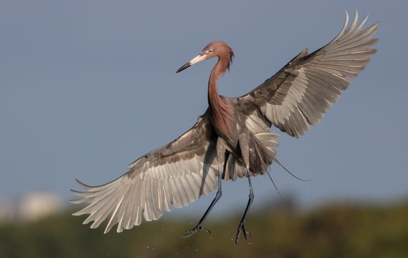 A reddish egret with wings spread, dancing after bait in the shallows