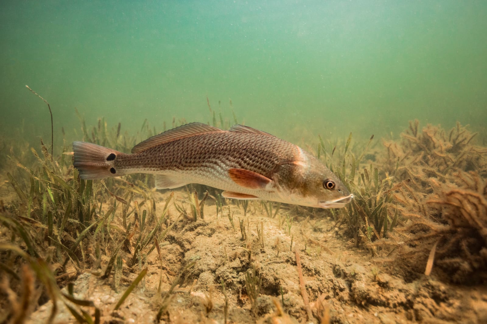 Small and quiet — a shrimp lobbed well ahead of the fish's line.