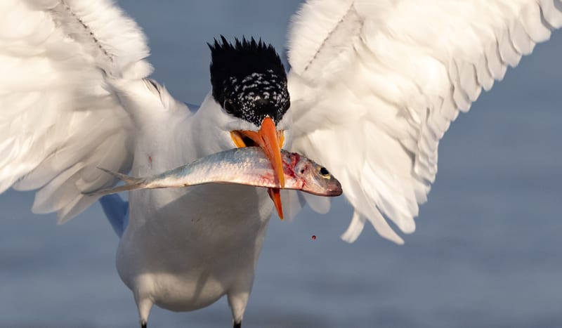 A royal tern with wings raised, a silver baitfish held crosswise in its bill