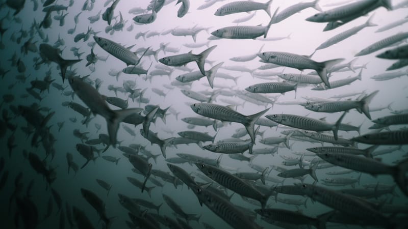 A school of barracuda holding in the blue.