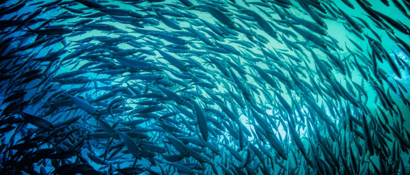 A dense school of baitfish underwater — the schooling prey dolphins ball up and feed through