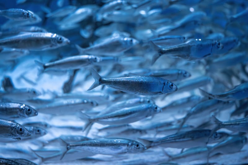 A wall of baitfish over the reef.