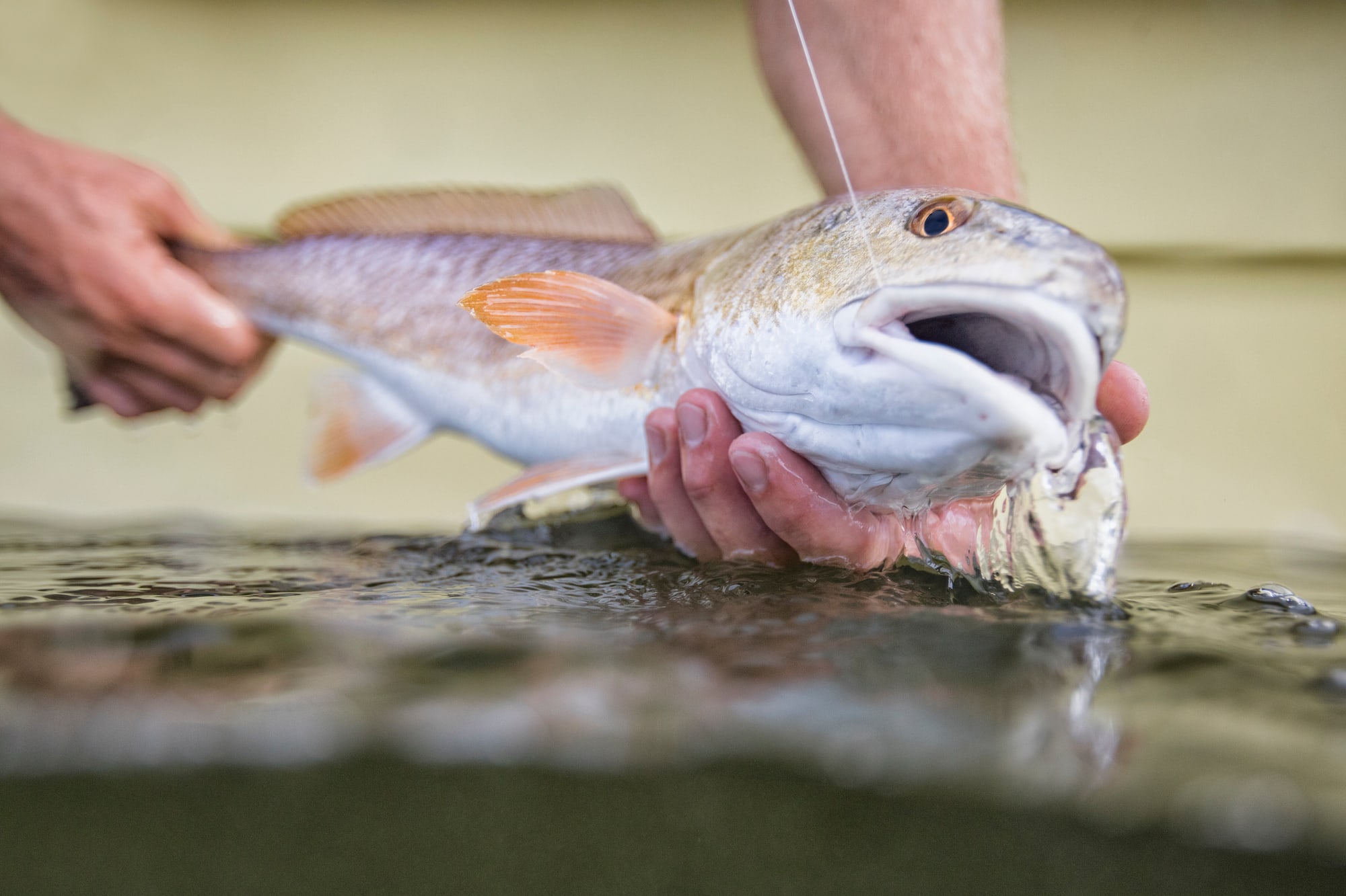 Release when the fish pulls away under its own power.