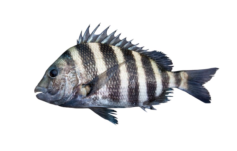 A sheepshead — the convict-striped bridge raider