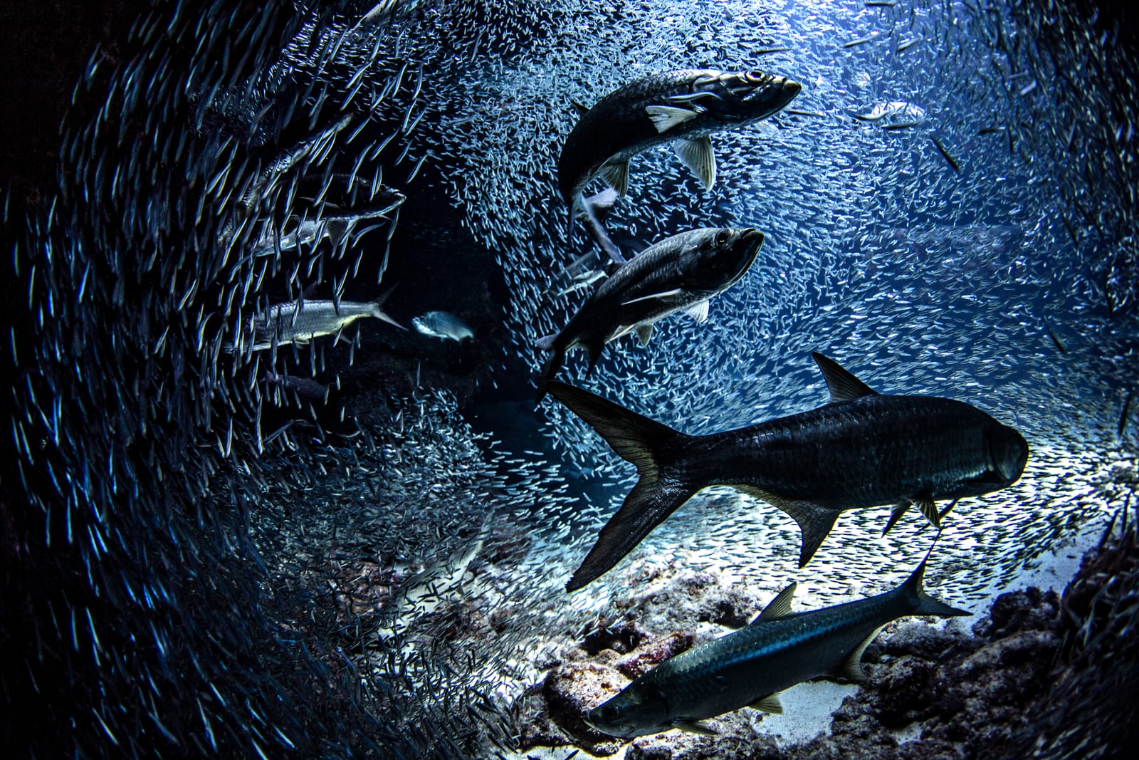 Then the tarpon show up — and the bay gets serious.