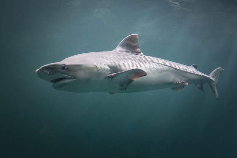 A tiger shark cruising the blue.