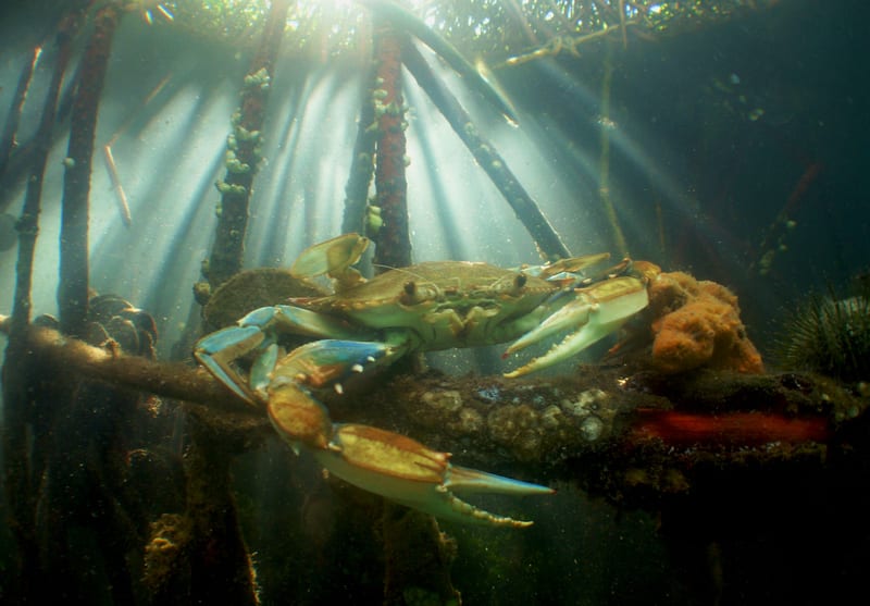A blue crab in the mangrove roots