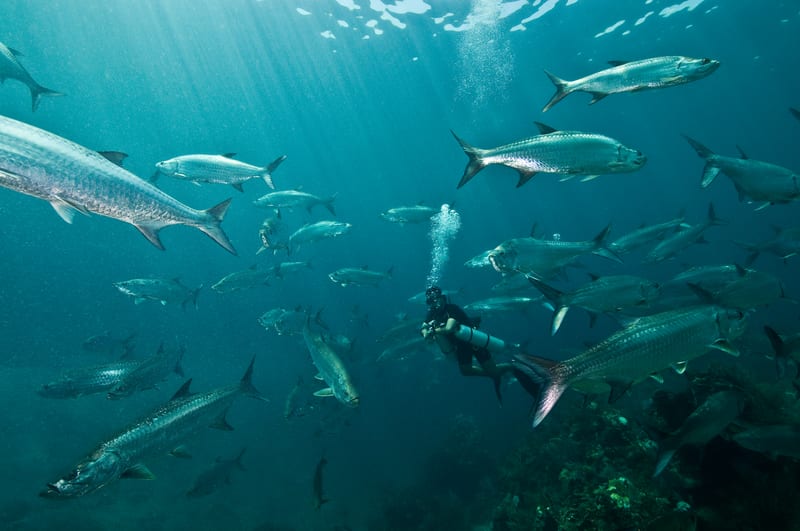 A diver in the middle of a school of tarpon.