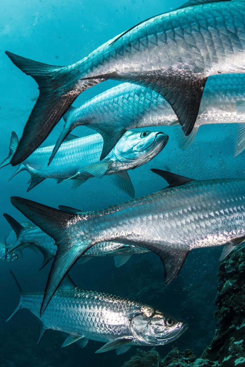 Large tarpon stacked underwater — the fish the Boca Grande Pass fleet targets