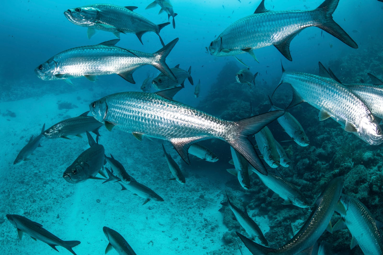 The Hole runs 80 feet deep, and the fish stack in it May and June.