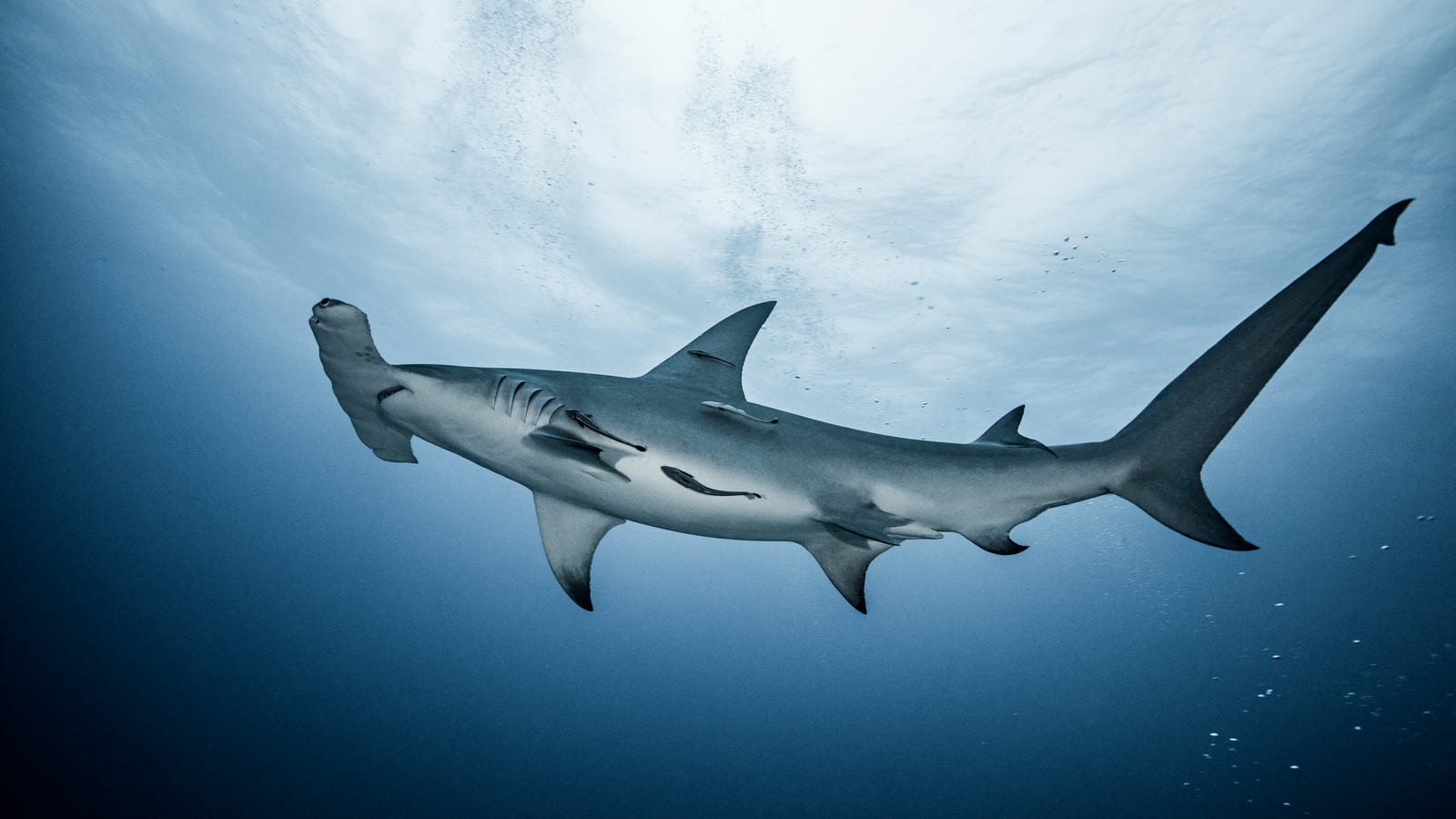 A short fight is what keeps a tarpon away from the hammerheads.