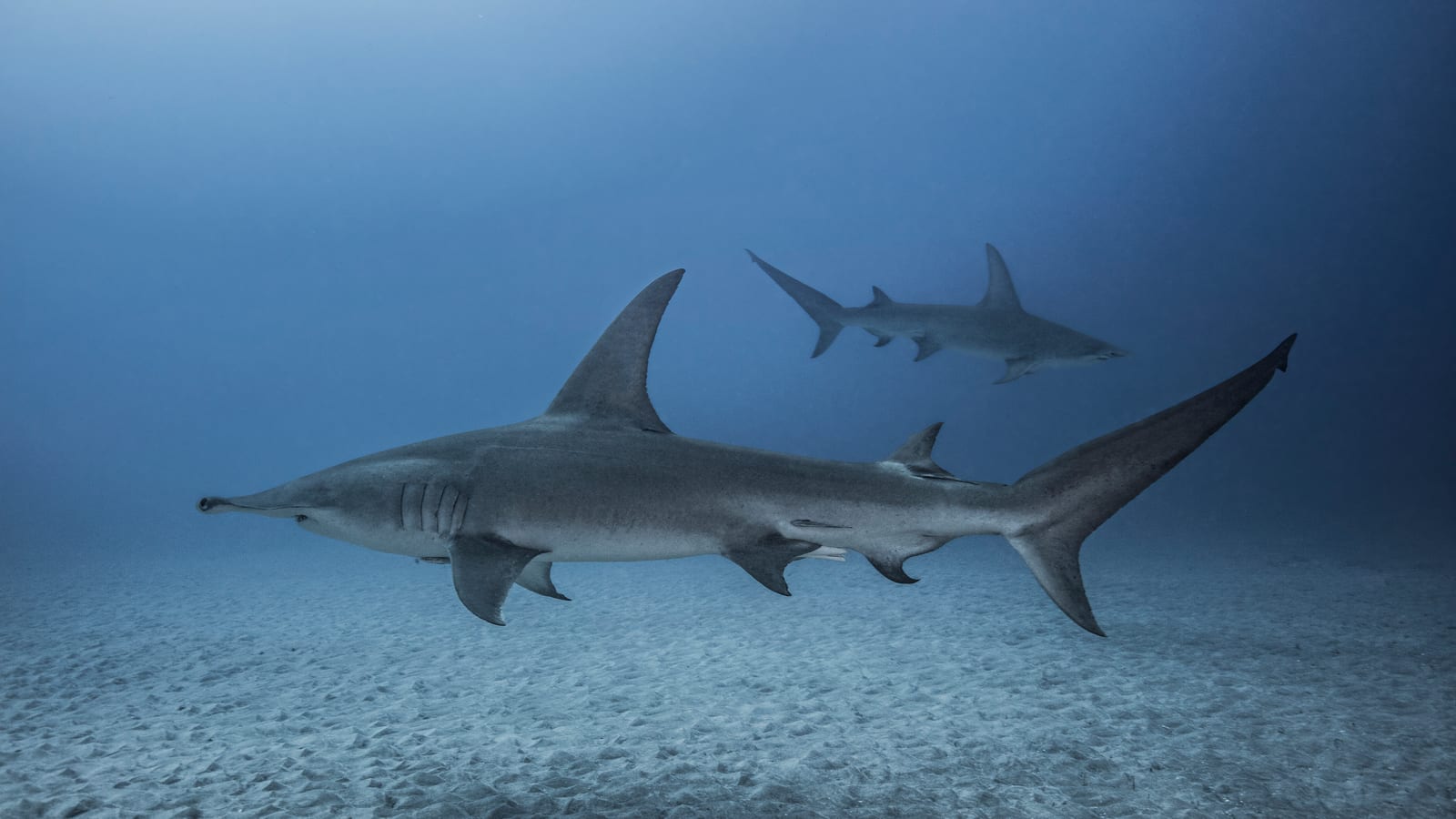Great hammerheads. Wide notched head, and never legal to keep.