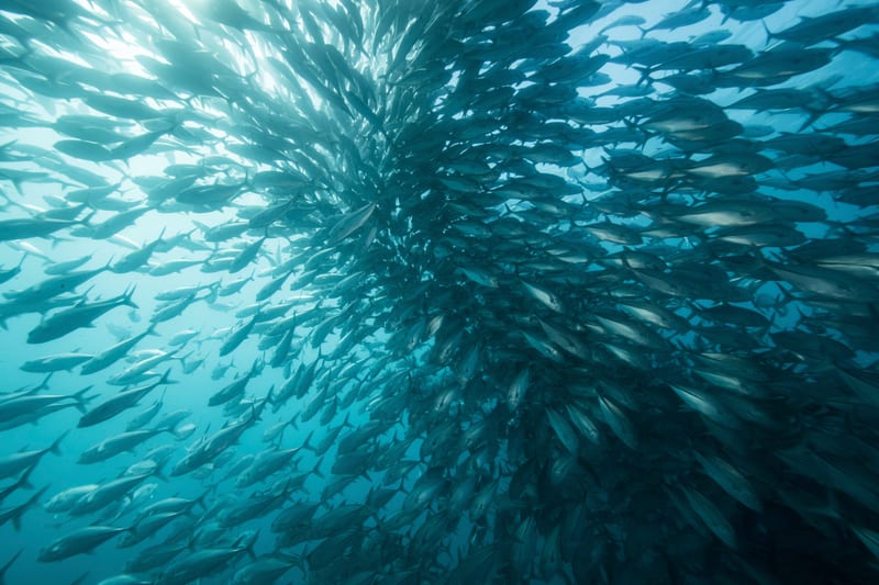 A shoal of jacks turning together in open blue water