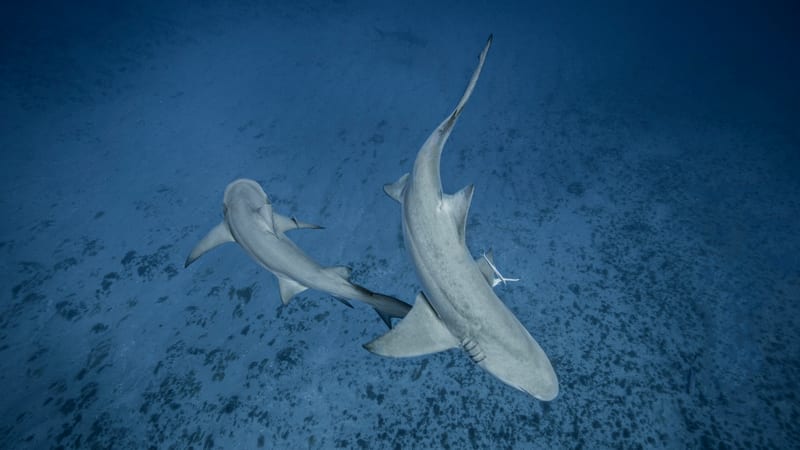 Lemon sharks over the sand — Florida water.