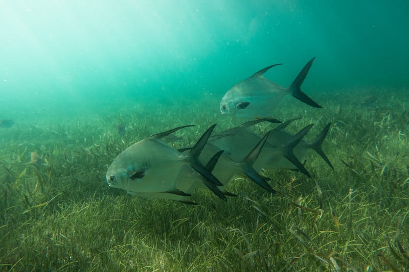 Three permit swimming low over a turtle grass bottom in green-lit water, long dark dorsal and anal lobes clearly visible