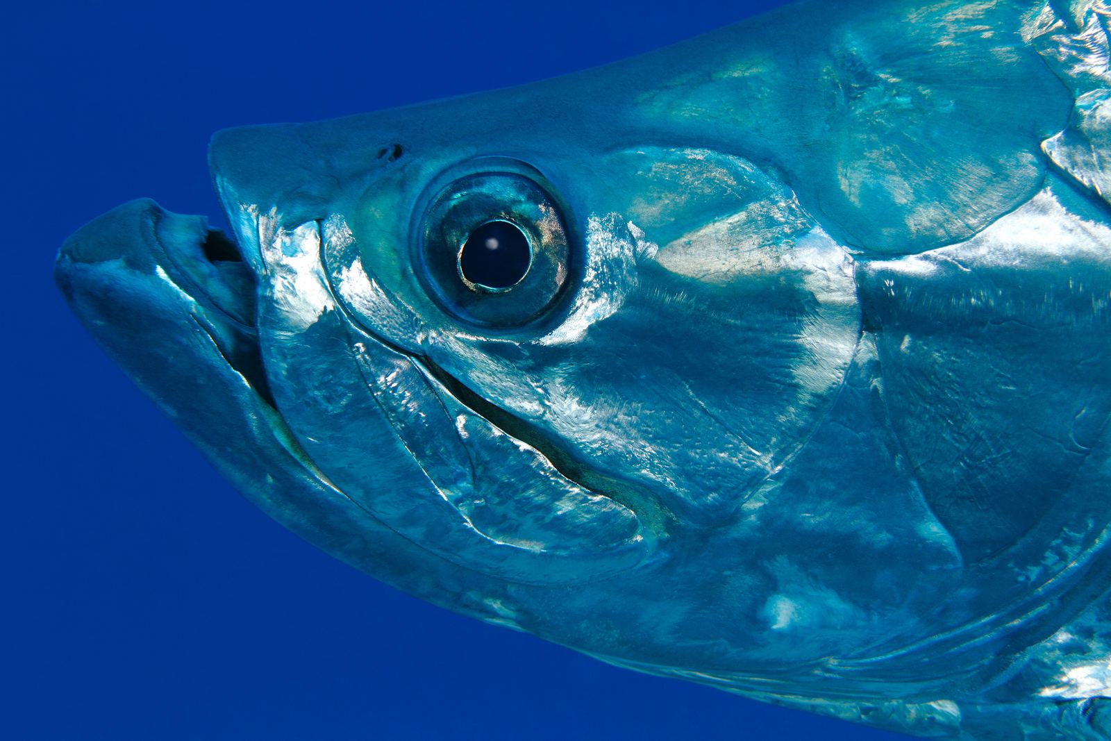 Portrait of a tarpon eye and gill plate
