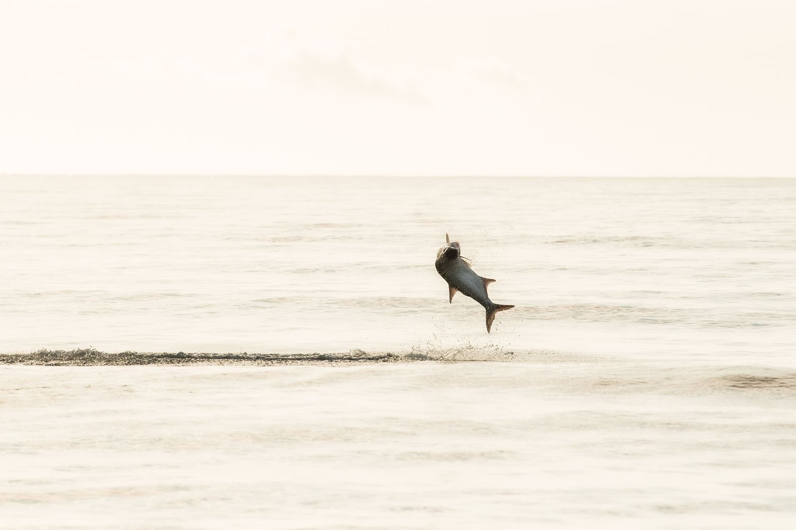 Tarpon