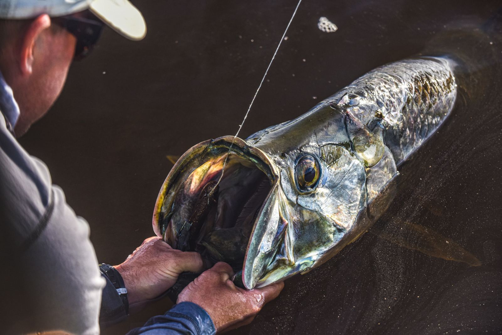 Close-up of a tarpon mouth and jaw boat-side