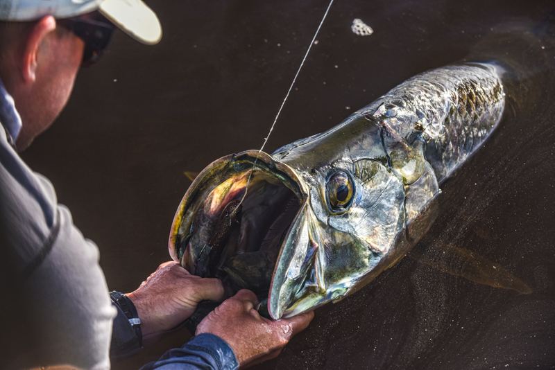 Close-up of a tarpon's open mouth and eye boat-side before release off Sarasota