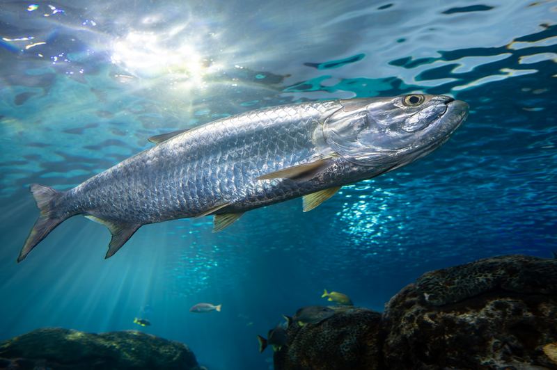 A tarpon under the surface — the fly-rod prize, May through July.