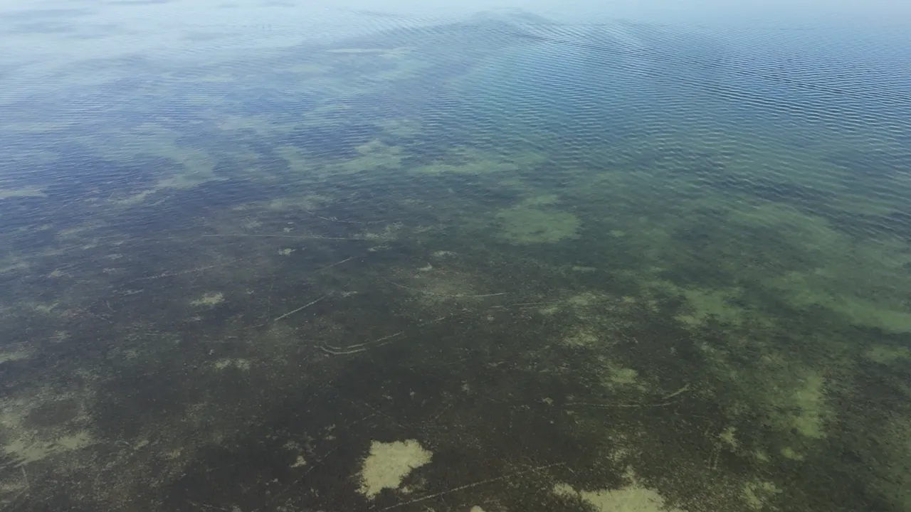 The best resident snook between Sarasota and Charlotte Harbor.