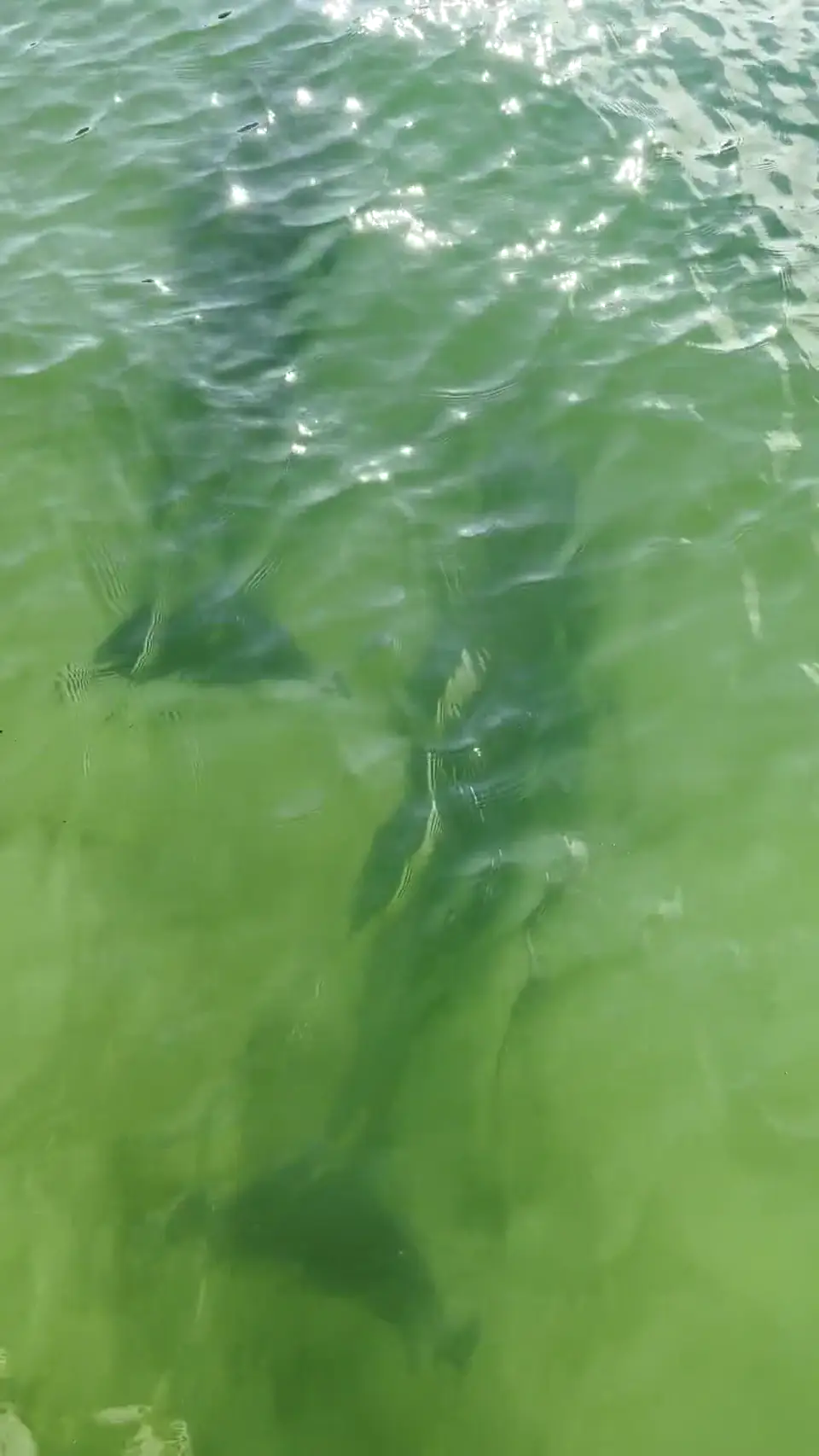 Dolphins work the passes on a moving tide, herding fish against the bars.