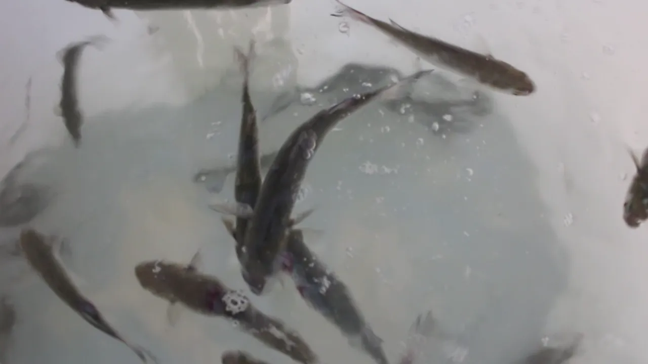 Scaled sardines and pinfish — what the biggest snook and reds eat.