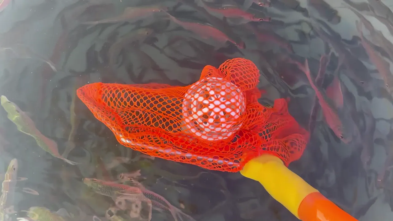 Flow keeps bait alive — outrun the pump and the well goes over dead.