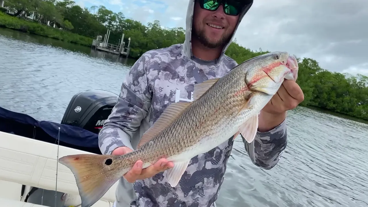 Copper flanks, one black spot, then back in the water.