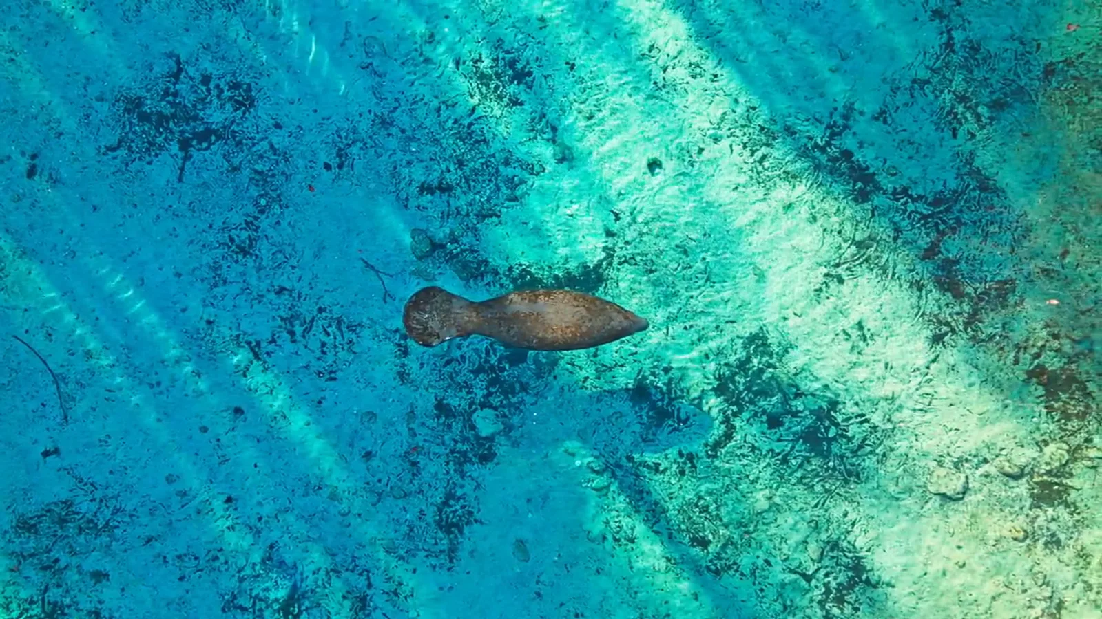 Manatees graze the seagrass flats warm months — much of the bay is idle-speed.