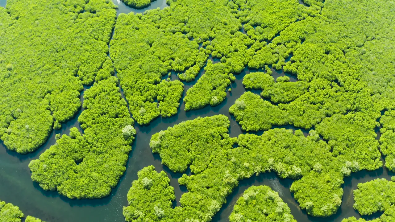 Myakka bass, a 400-acre lake at Benderson, and hundreds of ponds.