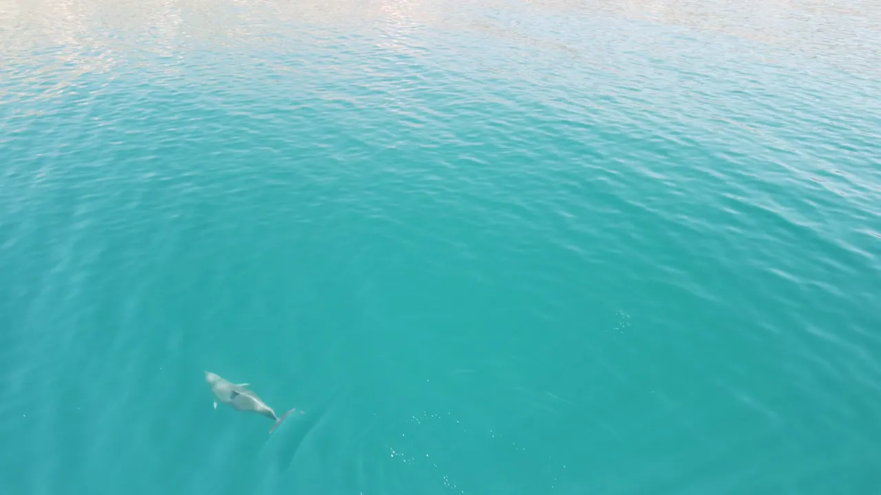 The bay's dolphins are the longest-studied wild population on Earth.