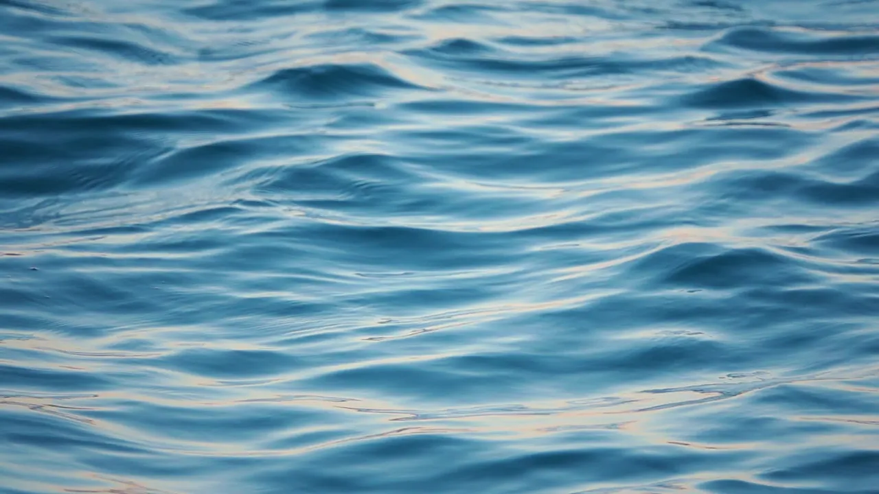 Permit fin at the surface over the nearshore reefs on slick, calm mornings.