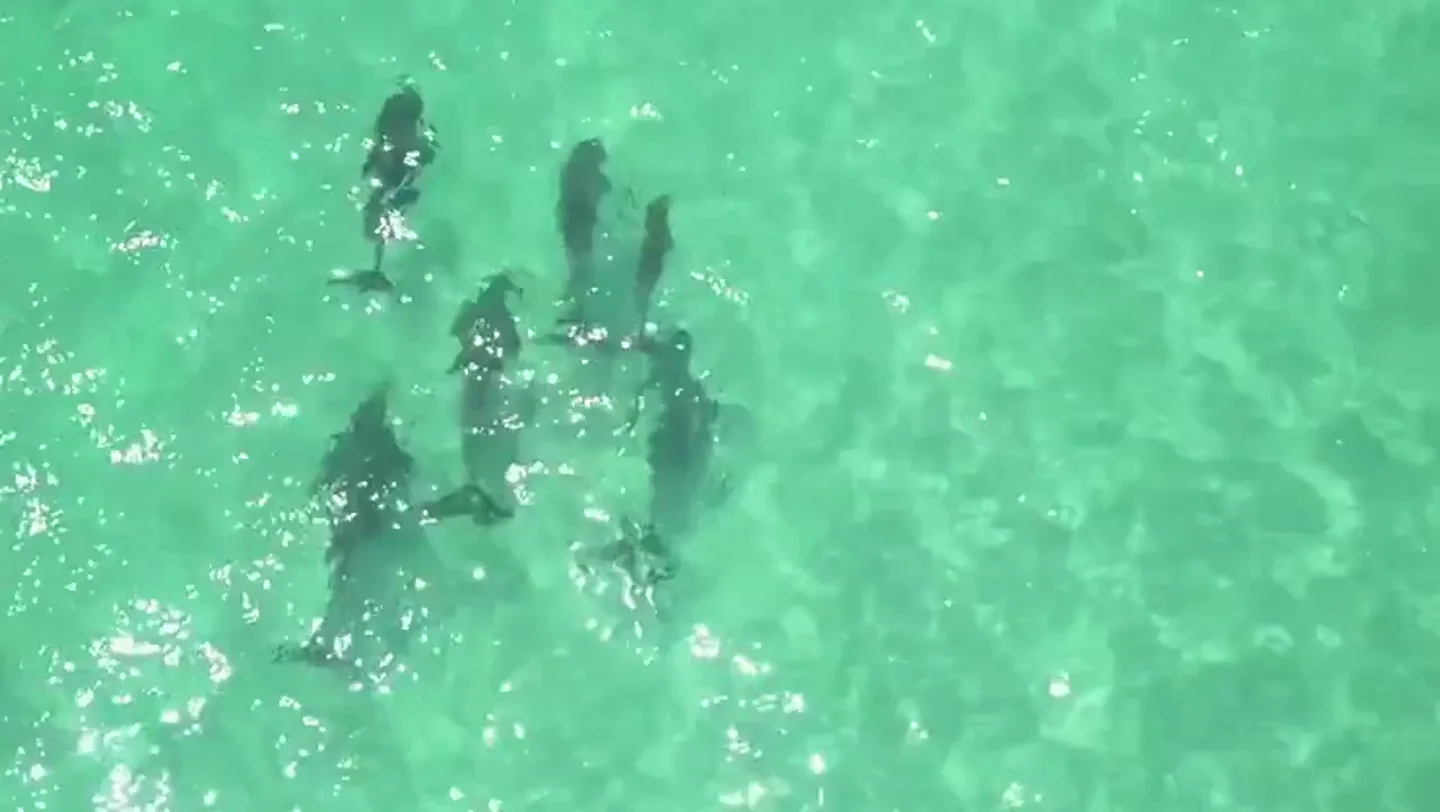 Studied since 1970 — the longest-running wild dolphin research anywhere.