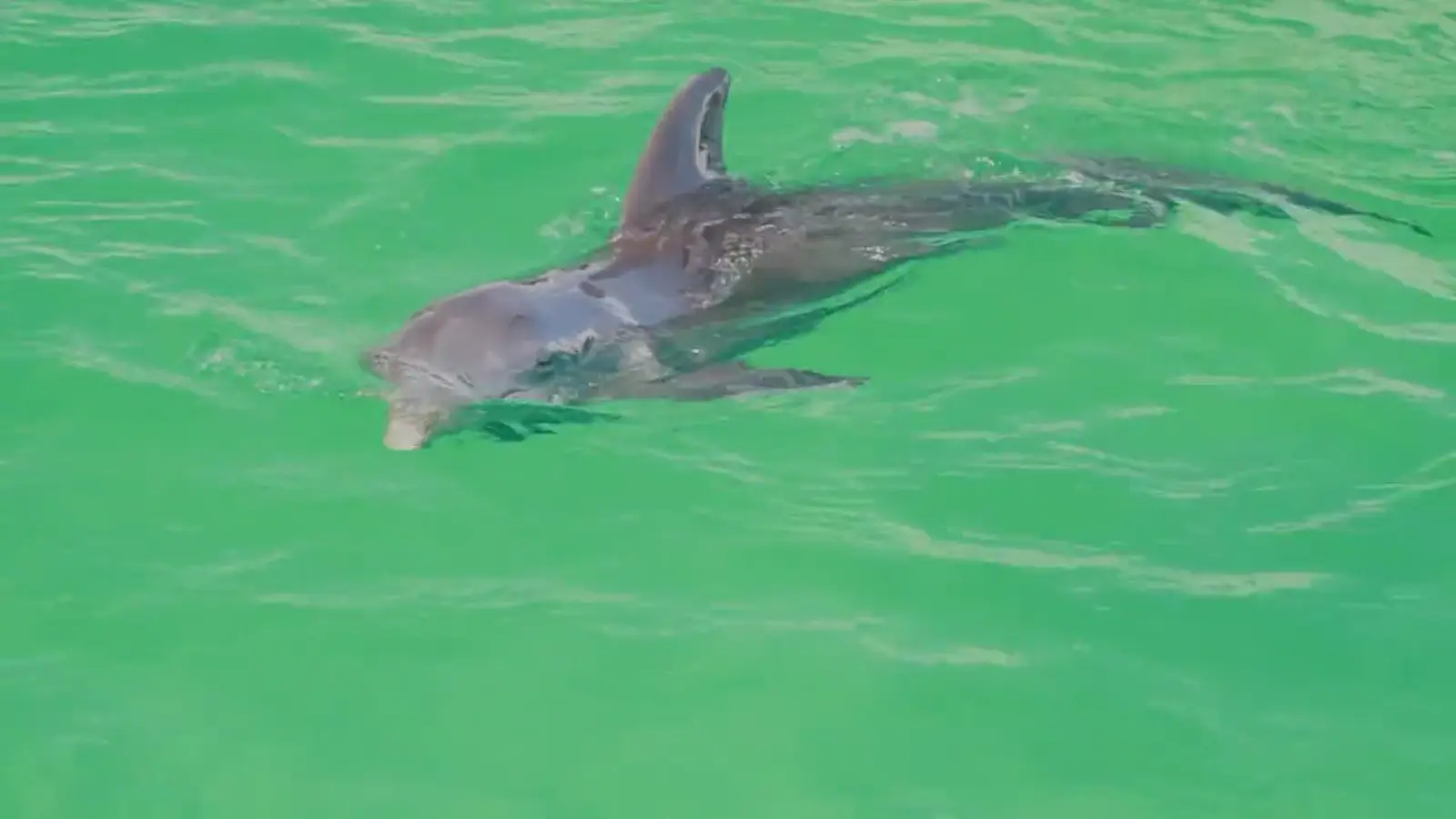 A sandbar or dolphin detour is the captain's reset button for restless kids.