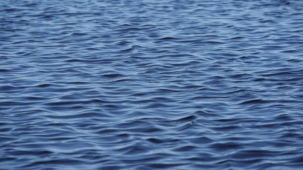Snook sit on the dark edge of the light, facing the tide.