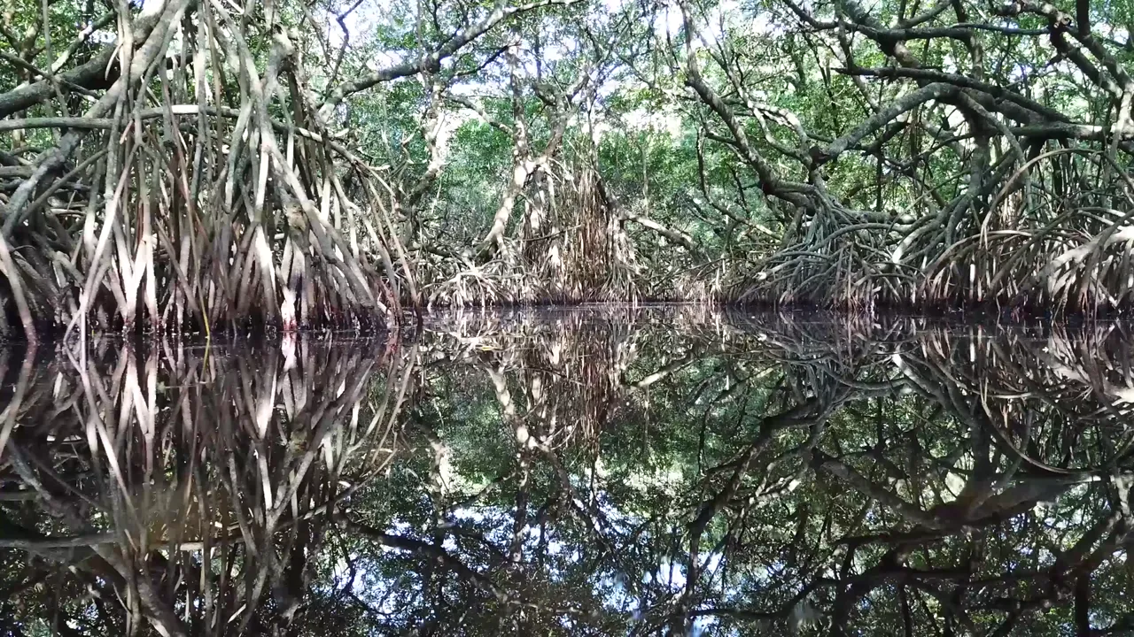 November to February, the rivers hold more snook than the beaches and passes.