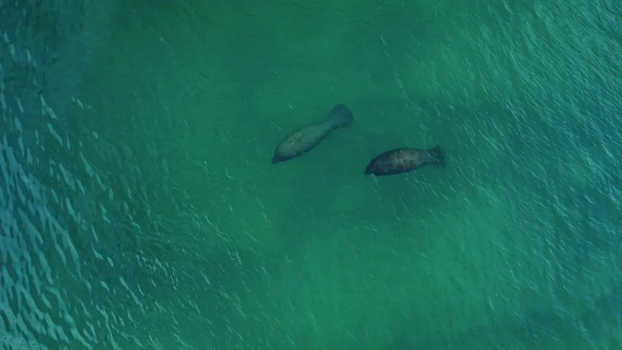 Below 68 degrees, manatees leave the flats for warm water.