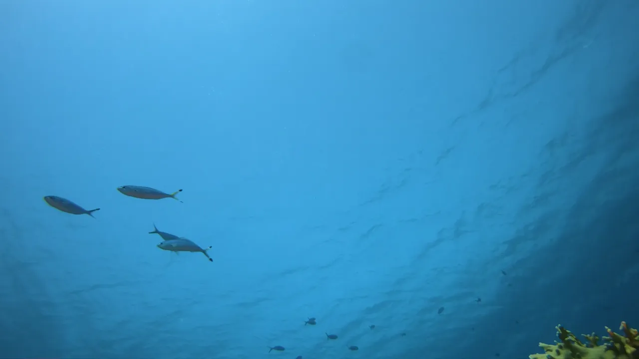 On the reefs, permit show as nervous, flashing shapes high in the water column.