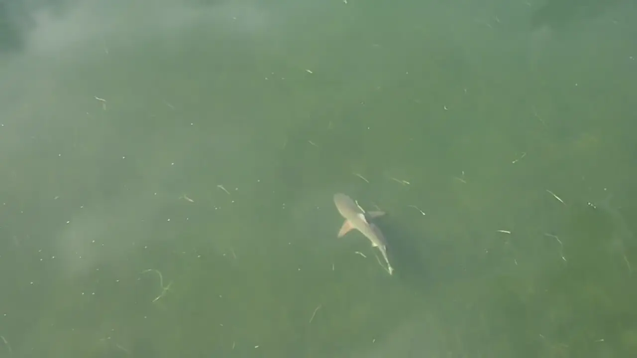 Stay off the flats at dusk in summer — blacktips and bulls slide shallow.