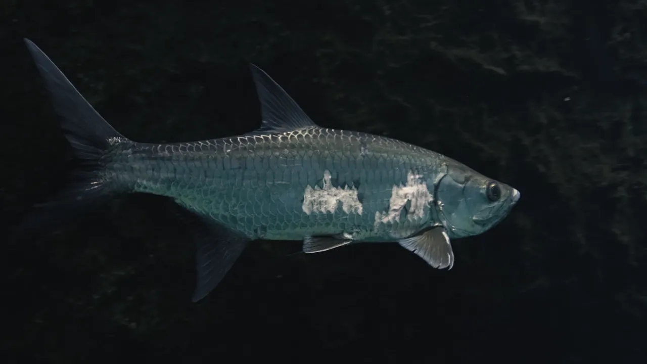 Thirty minutes to Boca Grande — the Tarpon Capital of the World.