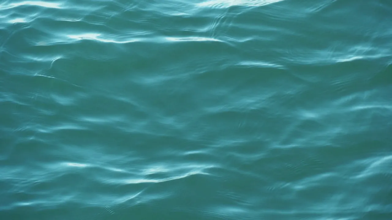 No bay fish pulls harder per pound — and a jack never jumps.