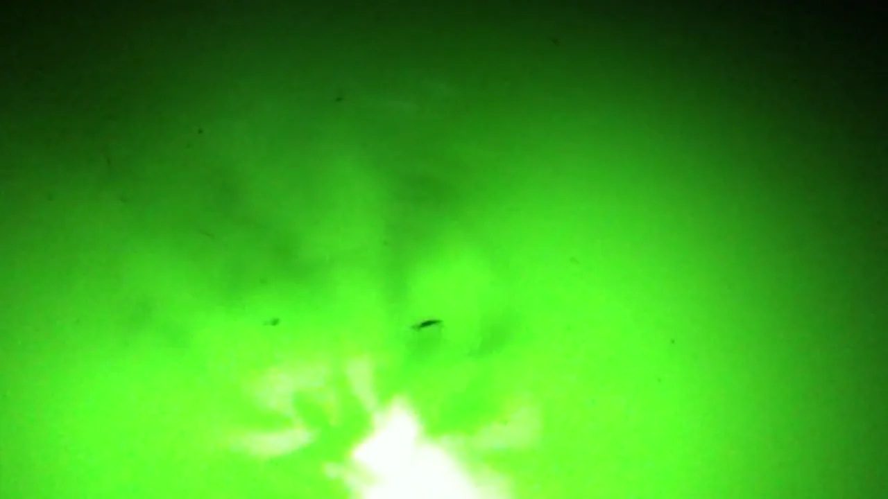 Snook face the current on the dark edge of the light and pick off the bait.