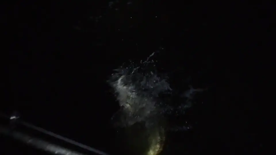 Two hands on the leader in the dark — the last thirty seconds of a tarpon fight.