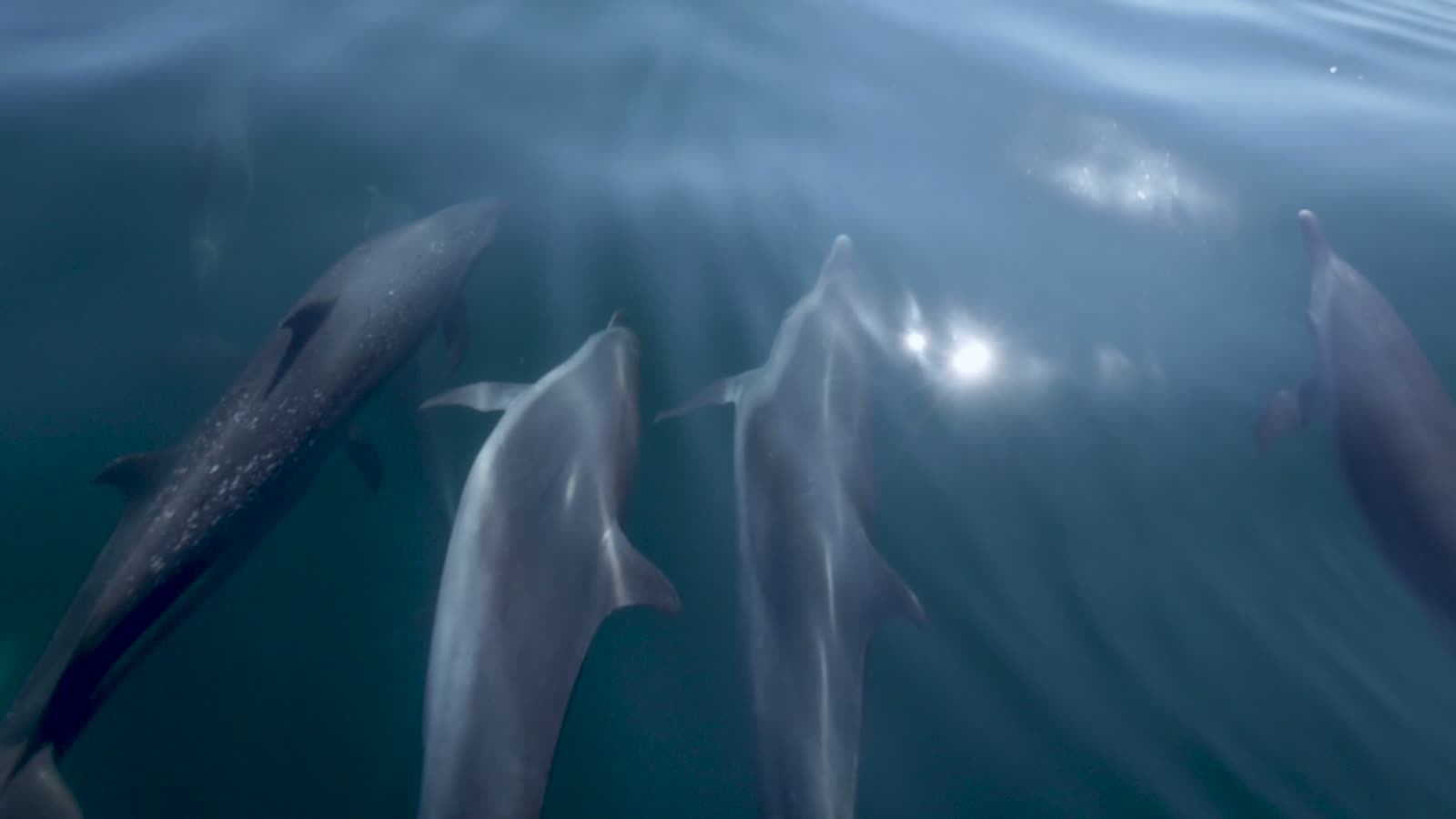 Dolphin Tours